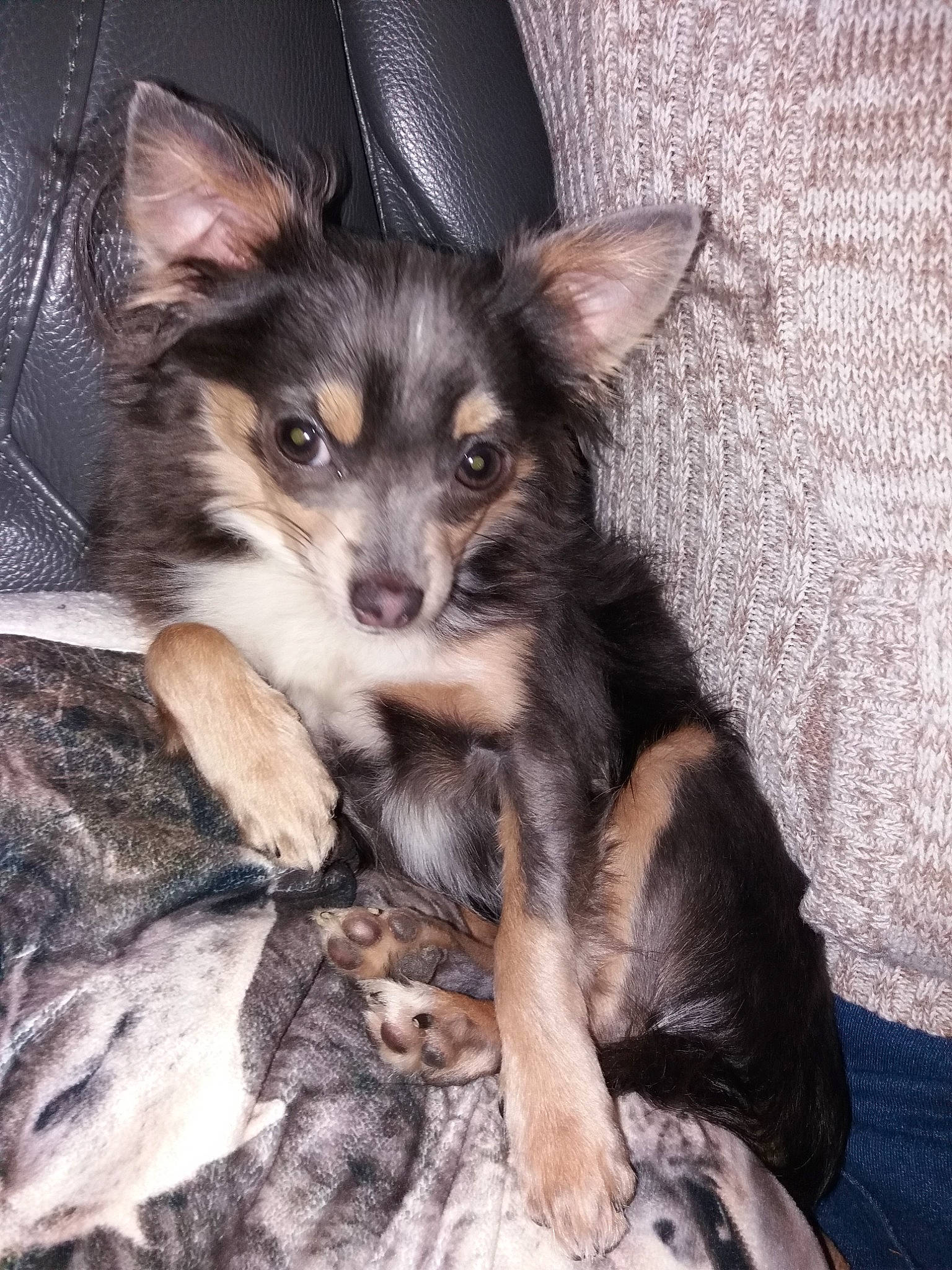 Perle a rejoint le concours — aidez-le/la à gagner de superbes lots ! canidae, carnivore, chihuahua, companion_dog, dog, dog_breed, fawn, mammal, puppy, rare_breed_dog, russkiy_toy, snout, sporting_group, toy_dog, vertebrate, whiskers