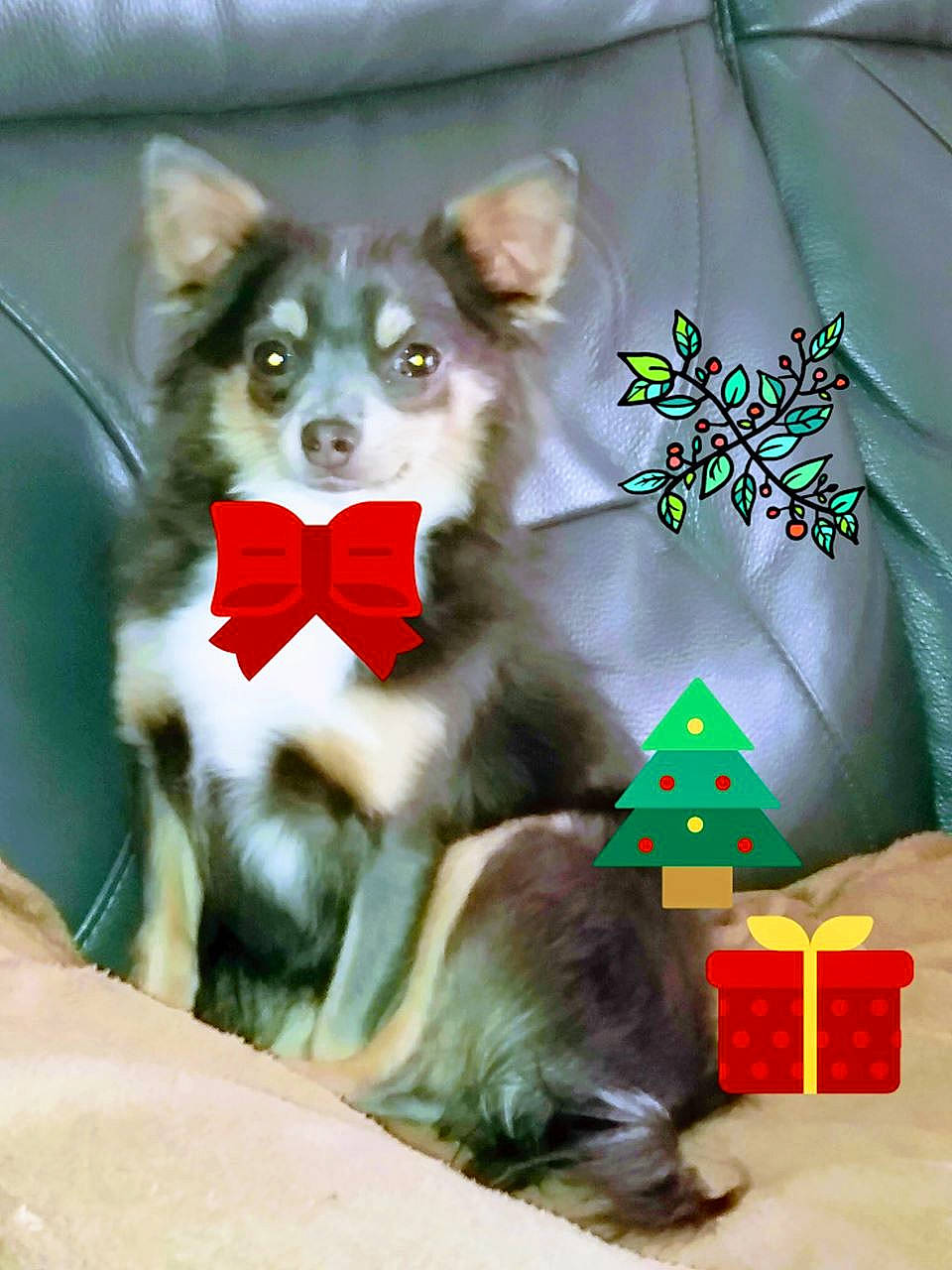 Perle a rejoint le concours — aidez-le/la à gagner de superbes lots ! canidae, carnivore, dog, dog_breed, mammal, puppy, siberian_husky, vertebrate, whiskers, working_dog