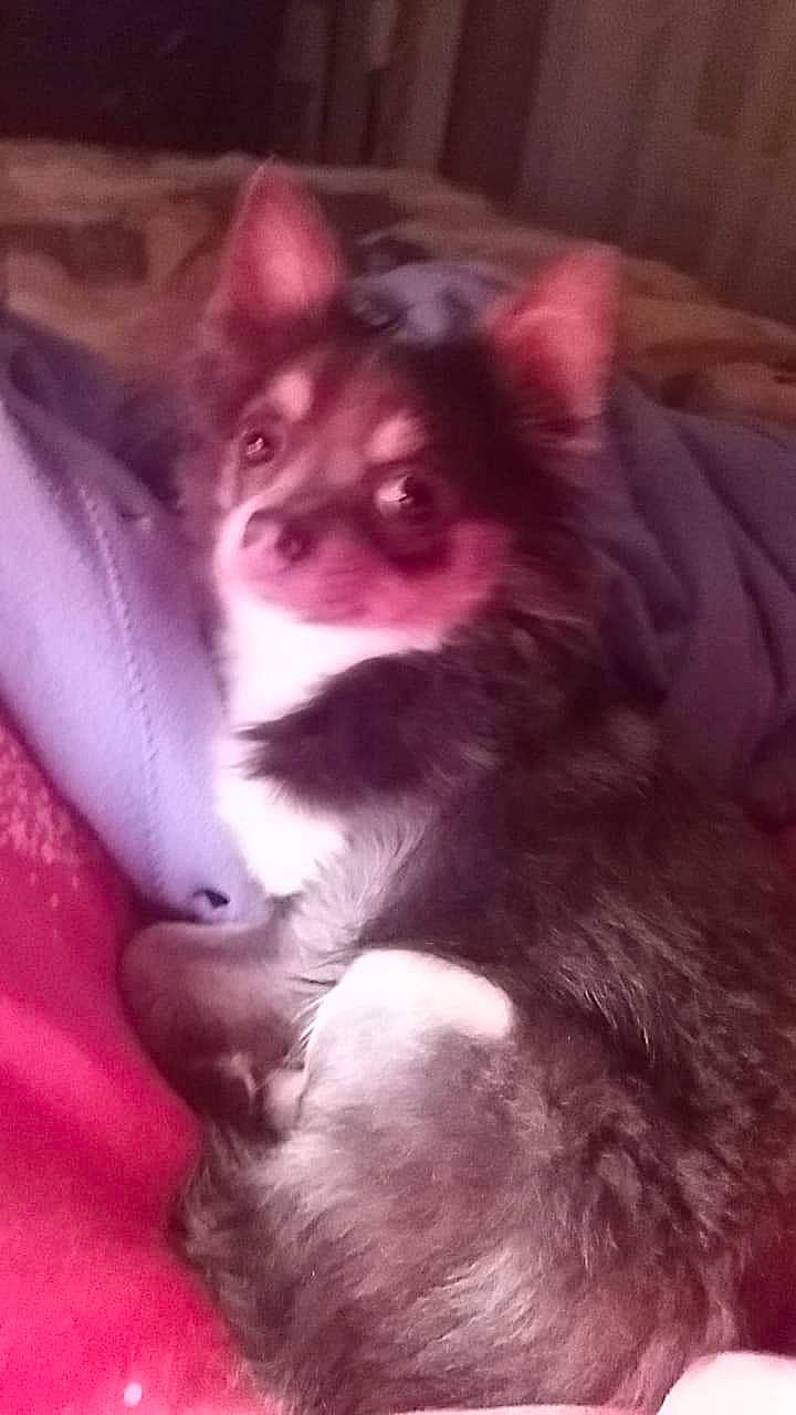 Perle participe au concours pour gagner de l'argent avec cette photo : canidae, carnivore, chihuahua, companion_dog, dog, dog_breed, mammal, pomeranian, puppy, snout, toy_dog