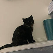 Jet is registered to the contest to win money with this photo: black_cat, kitten, indoor, pet, animal, feline, curious, sitting, mirror, figurines, trash_bin, home, wall, ledges, cute, young, small, domestic, quiet, calm