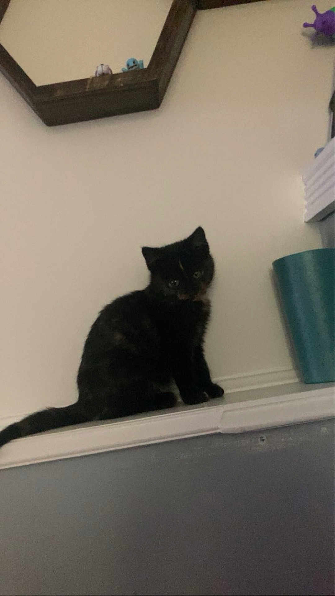 Jet is registered to the contest to win money with this photo: black_cat, kitten, indoor, pet, animal, feline, curious, sitting, mirror, figurines, trash_bin, home, wall, ledges, cute, young, small, domestic, quiet, calm