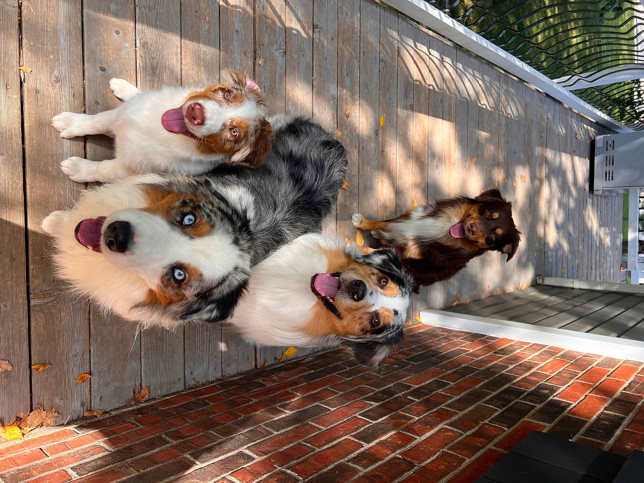 Carter Sawyer Leo Grant joined the competition — help win amazing prizes! animal_shelter, art, canidae, carnivore, city, companion_dog, dog, dog_breed, fawn, flooring, fur, livestock, metal, road_surface, sidewalk, snout, sporting_group, street, tree, whiskers