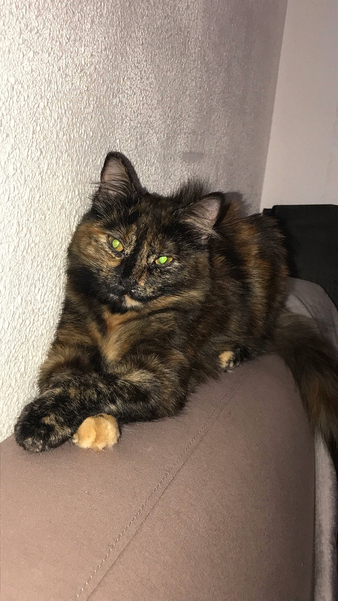 Oggy a rejoint le concours — aidez-le/la à gagner de superbes lots ! asian, asian_semi_longhair, british_semi_longhair, carnivore, cat, cymric, domestic_long_haired_cat, domestic_short_haired_cat, dragon_li, european_shorthair, felidae, kitten, kurilian_bobtail, maine_coon, mammal, norwegian_forest_cat, small_to_medium_sized_cats, tabby_cat, vertebrate, whiskers