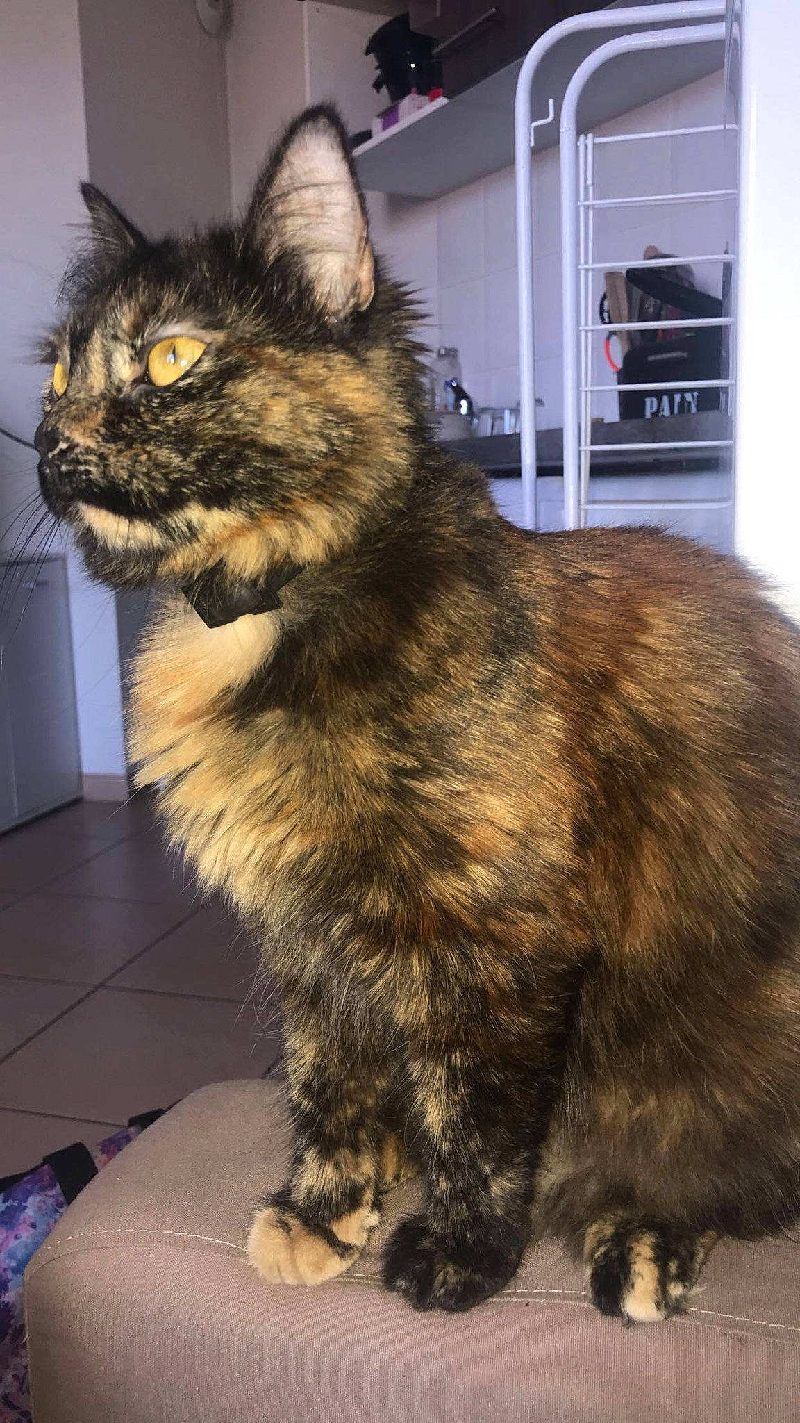 Oggy a rejoint le concours — aidez-le/la à gagner de superbes lots ! asian, asian_semi_longhair, carnivore, cat, cymric, domestic_long_haired_cat, domestic_short_haired_cat, european_shorthair, fawn, felidae, fur, maine_coon, mammal, norwegian_forest_cat, small_to_medium_sized_cats, tabby_cat, vertebrate, whiskers, wild_cat