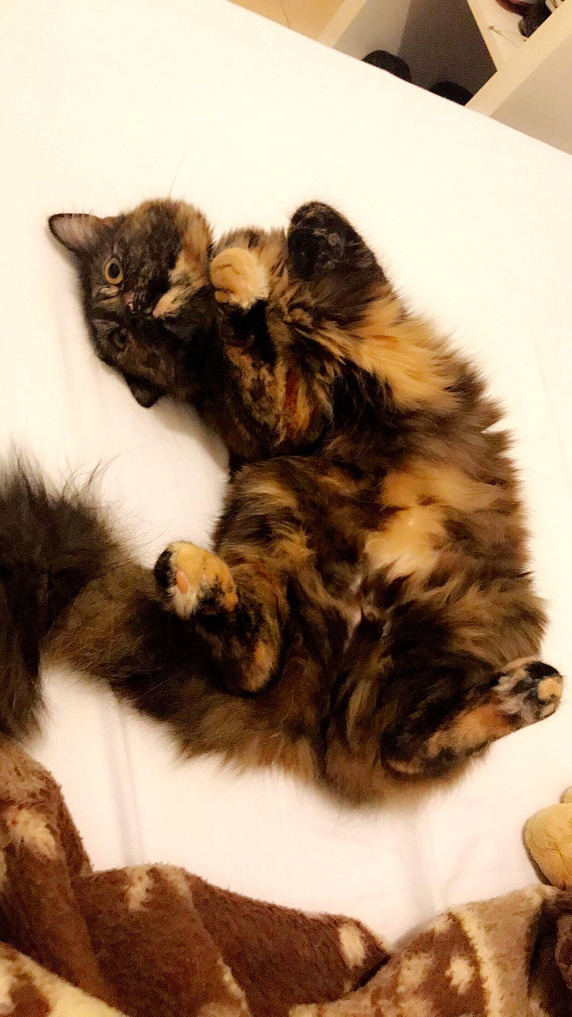 Oggy a rejoint le concours — aidez-le/la à gagner de superbes lots ! british_semi_longhair, carnivore, cat, domestic_long_haired_cat, european_shorthair, felidae, fur, kitten, kurilian_bobtail, maine_coon, mammal, norwegian_forest_cat, paw, small_to_medium_sized_cats, whiskers