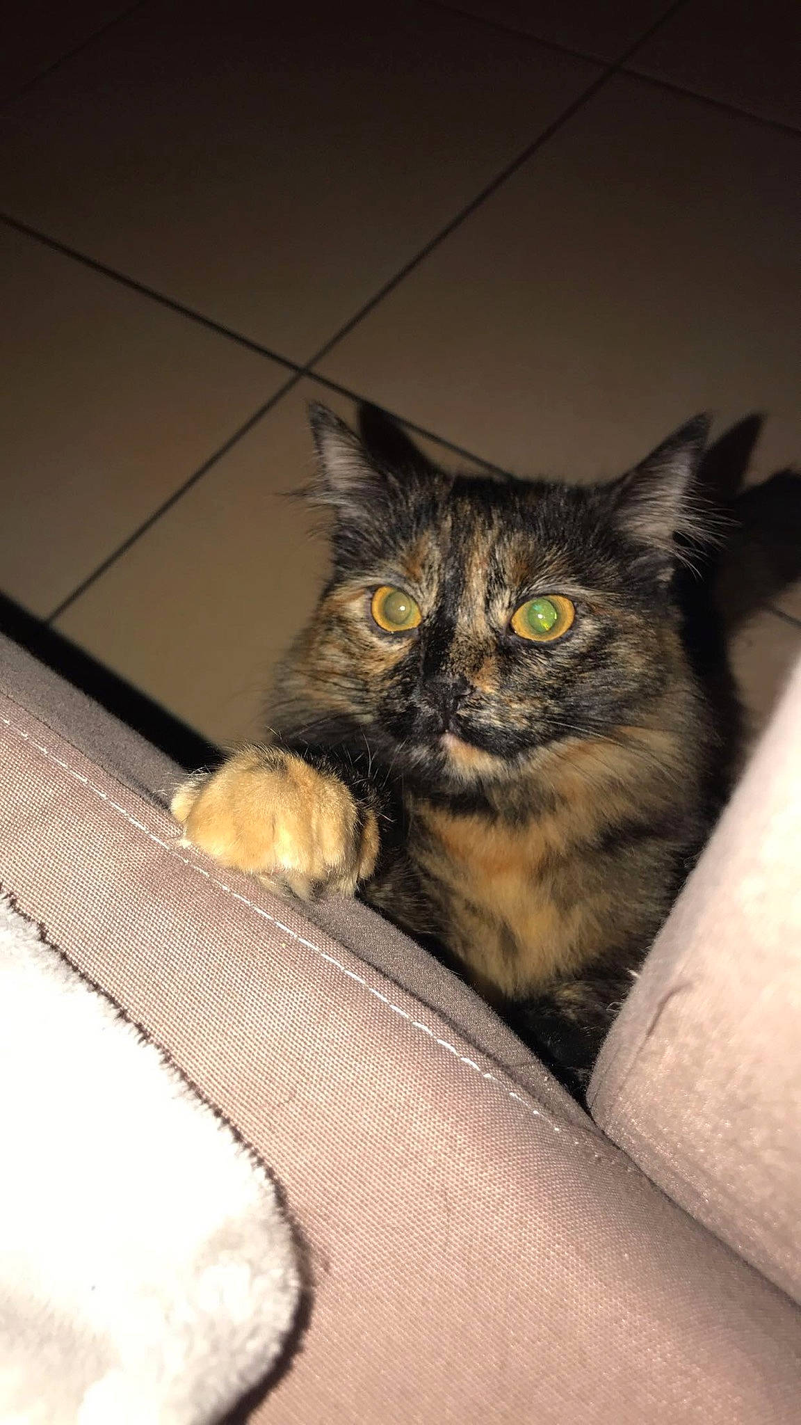 Oggy participe au concours pour gagner de l'argent avec cette photo : asian, british_semi_longhair, carnivore, cat, domestic_long_haired_cat, domestic_short_haired_cat, dragon_li, european_shorthair, eye, fawn, felidae, fur, kitten, maine_coon, mammal, norwegian_forest_cat, polydactyl_cat, small_to_medium_sized_cats, tabby_cat, whiskers