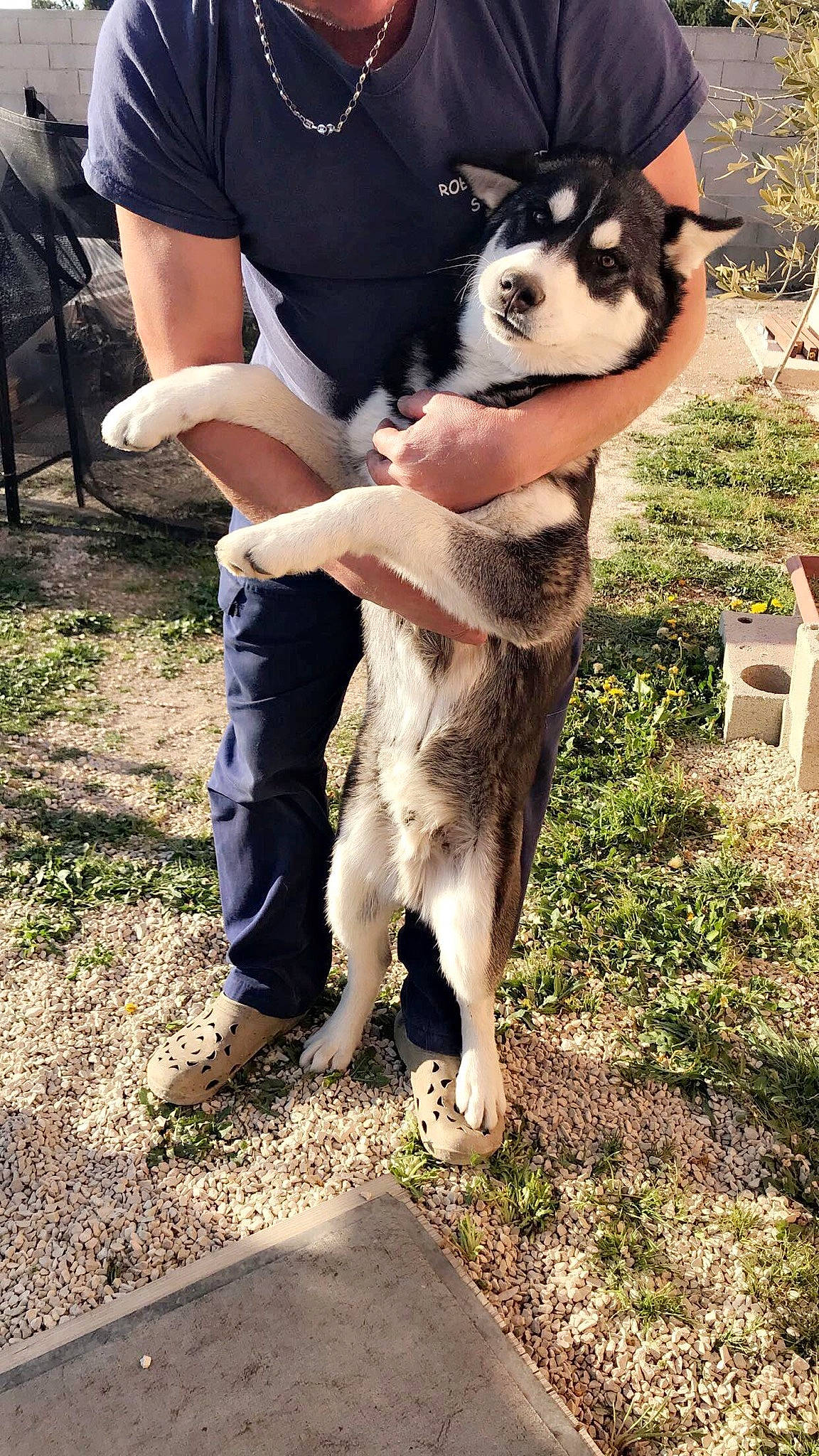 Paga a rejoint le concours — aidez-le/la à gagner de superbes lots ! alaskan_klee_kai, alaskan_malamute, canidae, carnivore, czechoslovakian_wolfdog, dog, dog_breed, jamthund, mammal, native_american_indian_dog, northern_inuit_dog, seppala_siberian_sleddog, siberian_husky, sled_dog, vertebrate, wolfdog