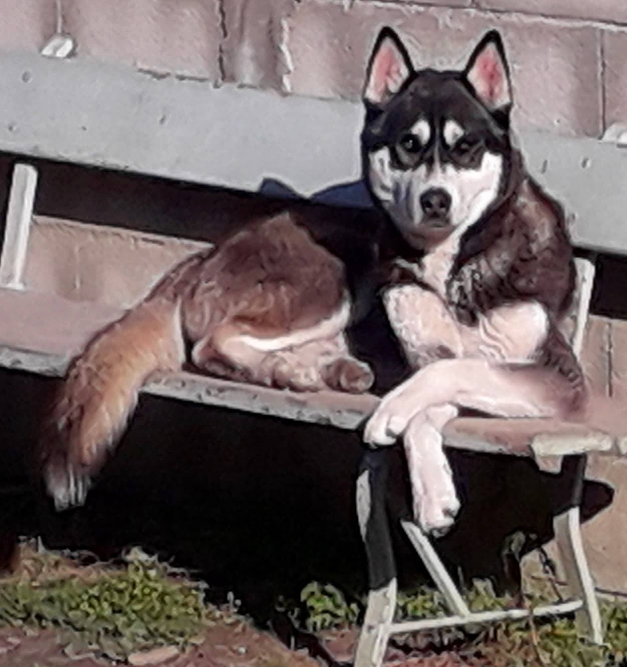 Paga a rejoint le concours — aidez-le/la à gagner de superbes lots ! alaskan_klee_kai, alaskan_malamute, canidae, canis, carnivore, dog, dog_breed, east_siberian_laika, mammal, miniature_siberian_husky, native_american_indian_dog, northern_inuit_dog, sakhalin_husky, seppala_siberian_sleddog, shikoku, siberian_husky, sled_dog, tamaskan_dog, vertebrate, wolfdog
