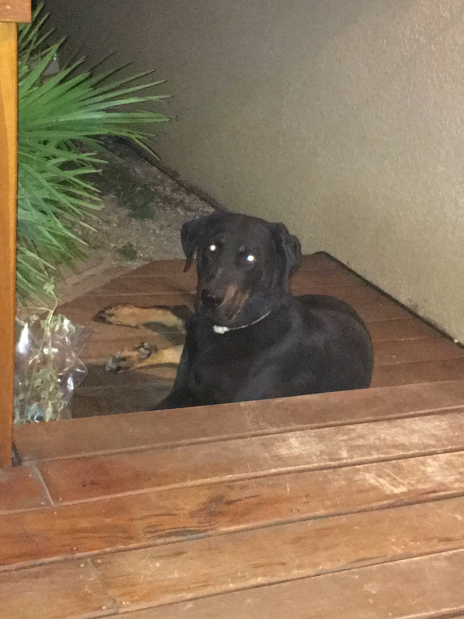 Gofer participe au concours pour gagner de l'argent avec cette photo : blue_lacy, canidae, carnivore, dog, dog_breed, fawn, floor, guard_dog, labrador_retriever, patterdale_terrier, sporting_group