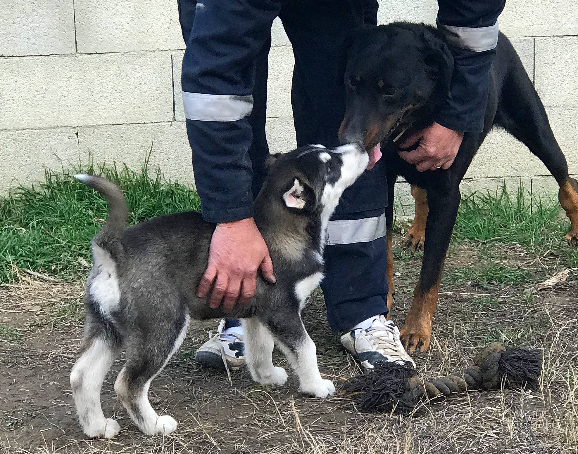 Gofer a rejoint le concours — aidez-le/la à gagner de superbes lots ! canidae, carnivore, dog, dog_breed, east_siberian_laika, jamthund, laika, mammal, siberian_husky, sporting_group, vertebrate