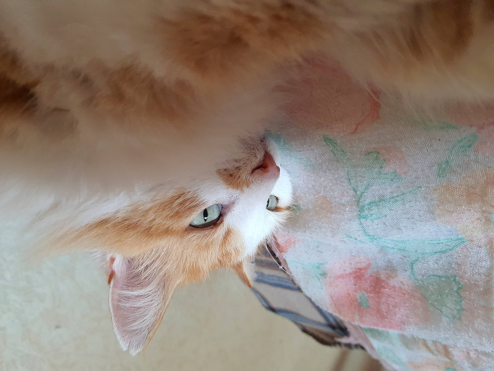 Fanny a rejoint le concours — aidez-le/la à gagner de superbes lots ! carnivore, cat, eye, eyelash, fashion_accessory, fawn, feather, felidae, fur, macro_photography, paw, peach, small_to_medium_sized_cats, smoke, snout, sunglasses, tail, visual_arts, whiskers, wildlife