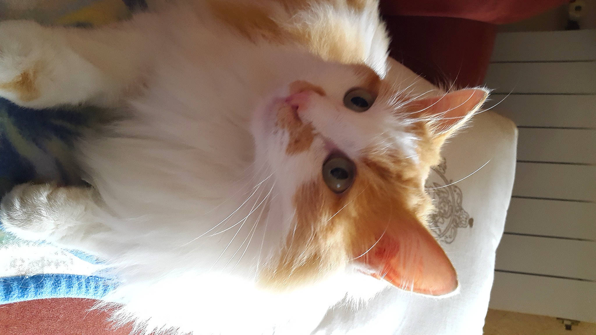 Fanny participe au concours pour gagner de l'argent avec cette photo : art, beard, carnivore, cat, claw, domestic_short_haired_cat, ear, eye, fang, fawn, felidae, fur, iris, paw, plant, ragdoll, small_to_medium_sized_cats, snout, tail, whiskers