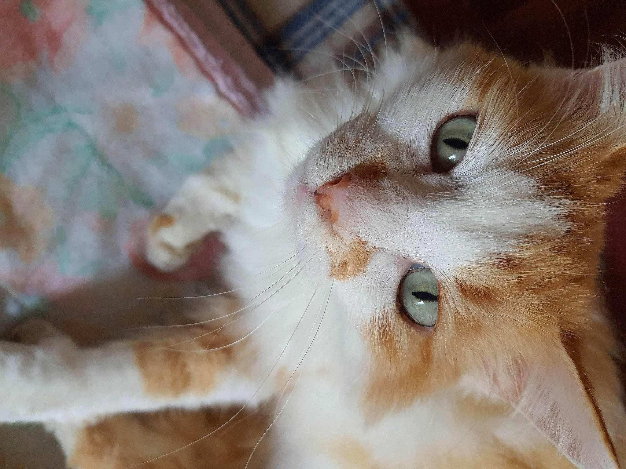 Fanny a rejoint le concours — aidez-le/la à gagner de superbes lots ! carnivore, cat, domestic_short_haired_cat, felidae, fur, paw, small_to_medium_sized_cats, whiskers, wood