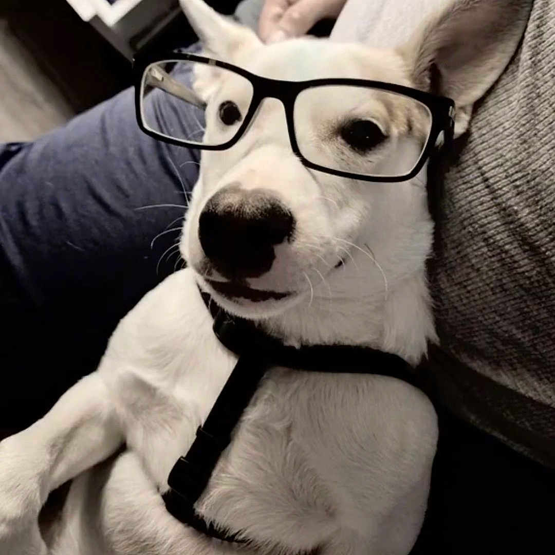 Dozer Norris joined the competition — help win amazing prizes! animal, black_glasses, canine, casual, close_up, companion, cute, dog, domestic_animal, friendly, fur, glasses, human_hand, indoors, person, pet, portrait, relaxed, sitting, white_dog