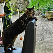 Simba a rejoint le concours — aidez-le/la à gagner de superbes lots ! animal, cat, chair, cookware, couch, flower, furniture, herbal, herbs, jar, kitten, manx, pet, plant, planter, pot, pottedplant, pottery, vase, wood