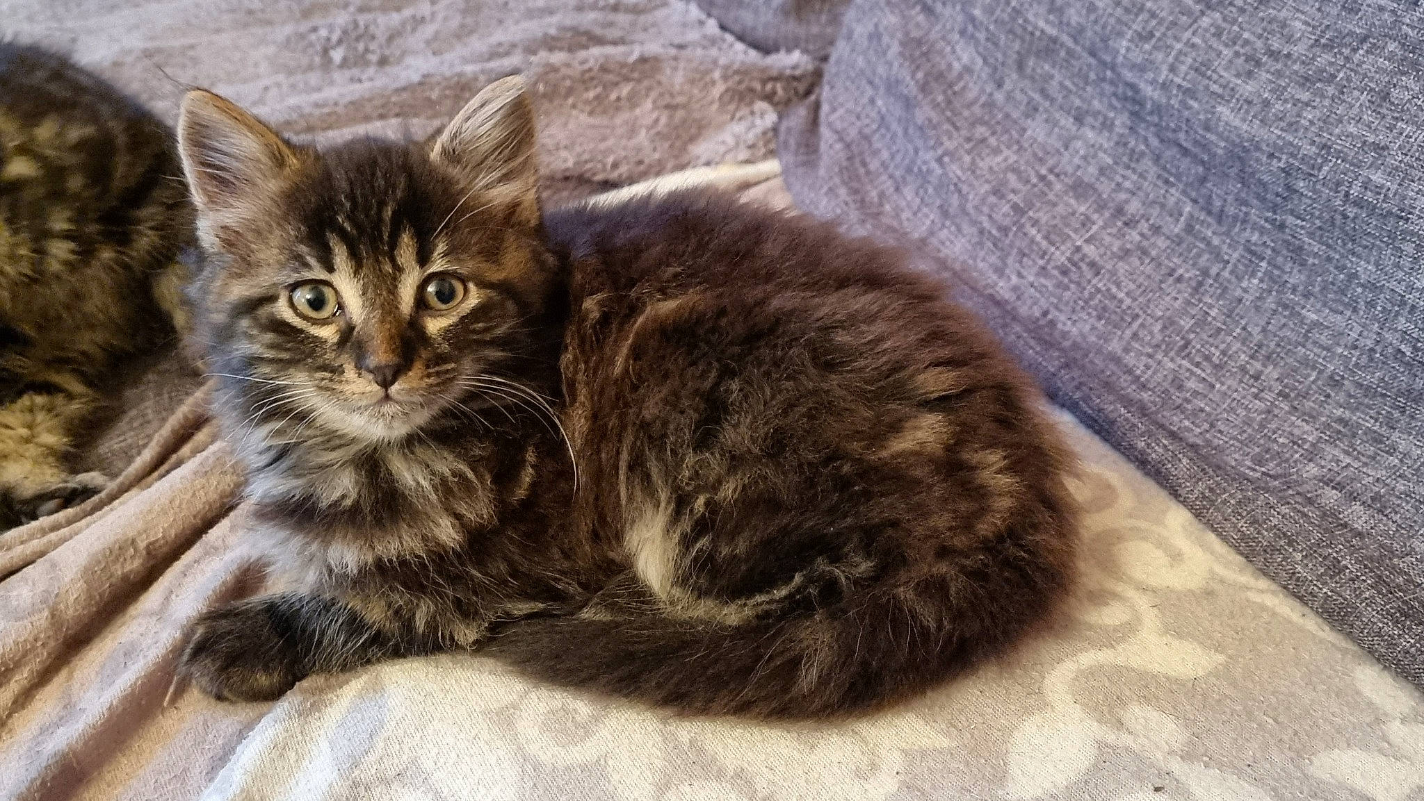 Simba participe au concours pour gagner de l'argent avec cette photo : carnivore, cat, claw, domestic_short_haired_cat, felidae, fur, paw, small_to_medium_sized_cats, snout, tail, terrestrial_animal, whiskers