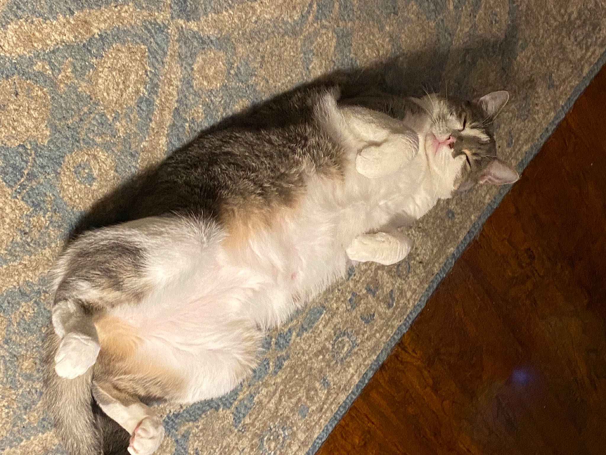 Yuki is registered to the contest to win money with this photo: carnivore, cat, comfort, dog_breed, domestic_short_haired_cat, fawn, felidae, floor, flooring, foot, fur, grey, hardwood, laminate_flooring, paw, small_to_medium_sized_cats, snout, tail, whiskers, wood