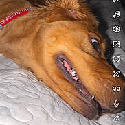 Moose joined the competition — help win amazing prizes! dog, golden, pet, lying_down, quilted_blanket, close_up, expression, wide_eyes, mouth_open, indoor, bedroom, phone_screen, app_interface, text_overlay, red_collar, canine, fur, animal, portrait, comical