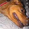 dog, golden, pet, lying_down, quilted_blanket, close_up, expression, wide_eyes, mouth_open, indoor, bedroom, phone_screen, app_interface, text_overlay, red_collar, canine, fur, animal, portrait, comical