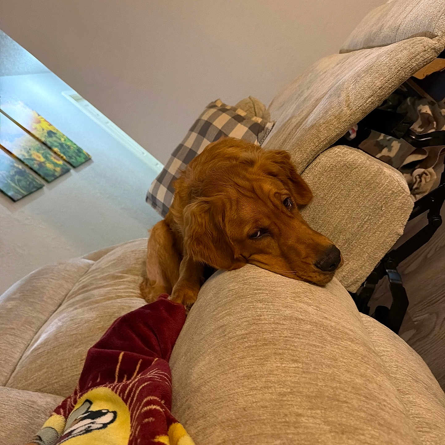 Moose joined the competition — help win amazing prizes! dog, golden_retriever, couch, living_room, pillow, blanket, plaid, resting, indoor, wall_art, furniture, beige, relaxed, pet, canine, home, comfort, wood_floor, expression, animal