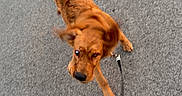 Moose joined the competition — help win amazing prizes! dog, leash, brown_dog, outdoor, pavement, walking, motion_blur, ears_flapping, canine, pet, animal, playful, daylight, sidewalk, active, walking_dog, blur, movement, fur, energetic