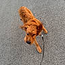 dog, leash, brown_dog, outdoor, pavement, walking, motion_blur, ears_flapping, canine, pet, animal, playful, daylight, sidewalk, active, walking_dog, blur, movement, fur, energetic