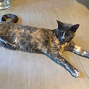 Chartreuse a rejoint le concours — aidez-le/la à gagner de superbes lots ! cat, tortoiseshell, pet, animal, floor, tile, water_bowl, relaxed, stretching, indoor, feline, paw, ears, fur, whiskers, tail, home, domestic, quiet, resting