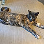 cat, tortoiseshell, pet, animal, floor, tile, water_bowl, relaxed, stretching, indoor, feline, paw, ears, fur, whiskers, tail, home, domestic, quiet, resting