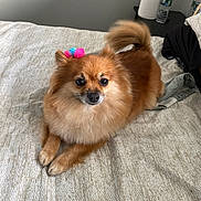 Stinky joined the competition — help win amazing prizes! dog, pomeranian, pet, bed, bow, fur, animal, indoor, cute, small_dog, lying_down, brown_fur, fluffy, paw, bedspread, water_bottle, paper_towel, nightstand, curious, domestic