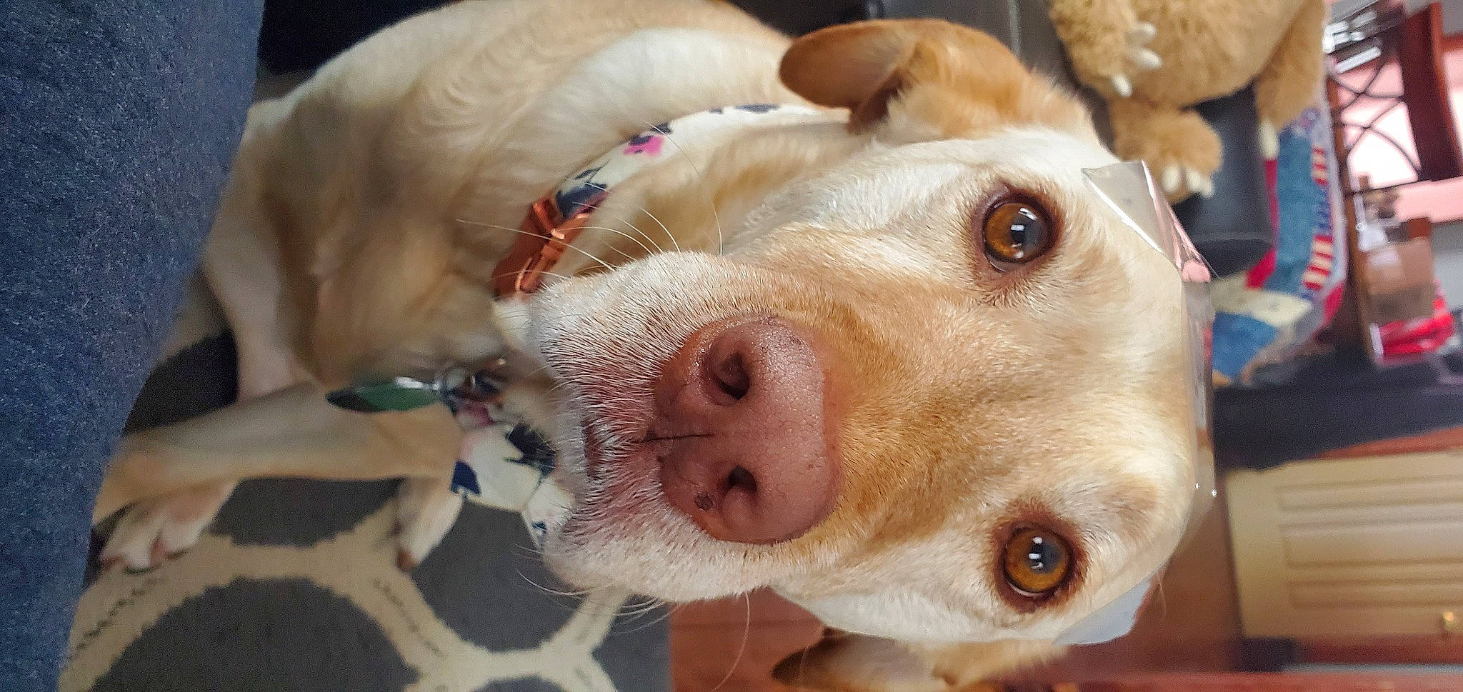 Khaleesy is registered to the contest to win money with this photo: canidae, carnivore, close_up, collar, companion_dog, dog, dog_breed, ear, eyelash, fawn, fur, gun_dog, mammal, nose, selfie, snout, sporting_group, street_dog, whiskers, working_animal