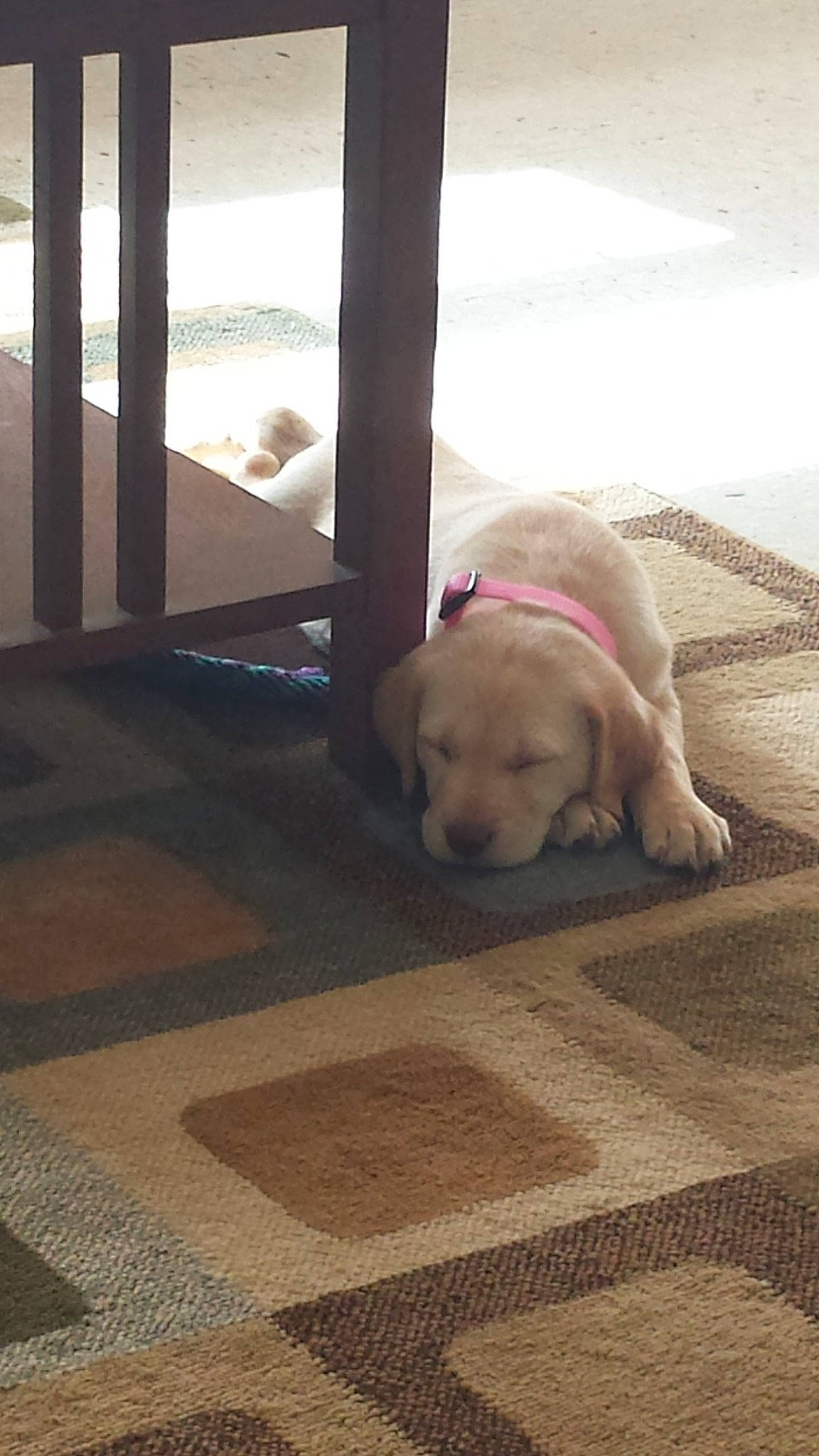 Khaleesy joined the competition — help win amazing prizes! canidae, carnivore, companion_dog, dog, dog_breed, fawn, floor, flooring, golden_retriever, hardwood, labrador_retriever, mammal, puppy, puppy_love, retriever, snout, sporting_group, tile, wood