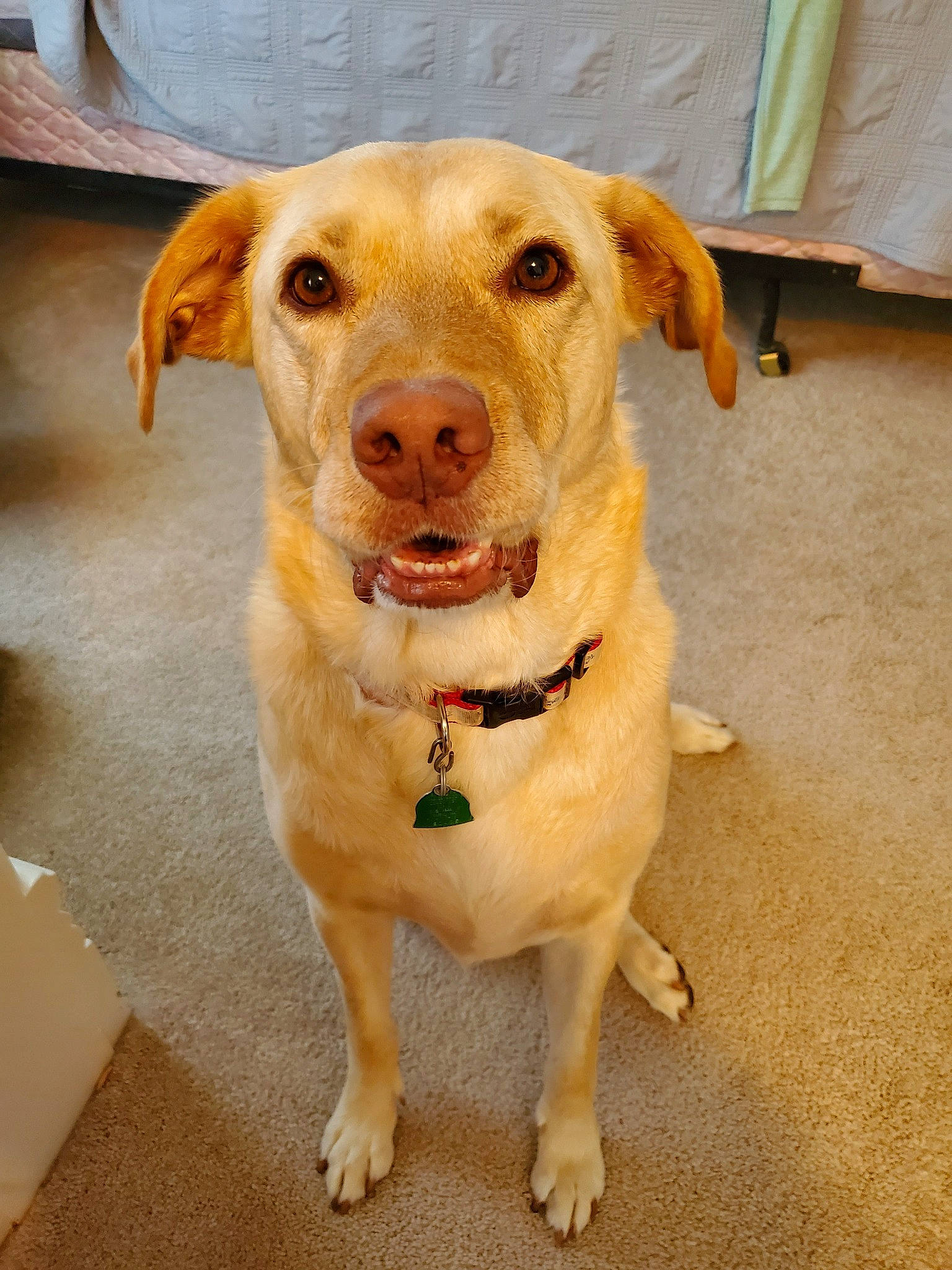 Khaleesy joined the competition — help win amazing prizes! adventure, beagador, canidae, carnivore, companion_dog, dog, dog_breed, fawn, hunting_dog, labrador_retriever, mammal, nose, potcake_dog, puppy, retriever, snout, sporting_group, tail, whiskers