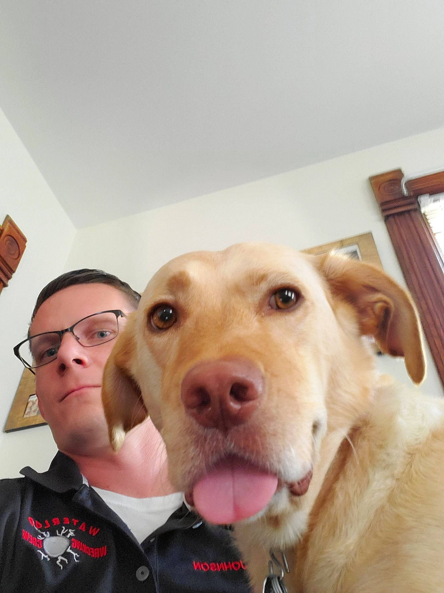 Khaleesy is registered to the contest to win money with this photo: canidae, carnivore, companion_dog, dog, dog_breed, ear, eye, fawn, golden_retriever, head, labrador_retriever, mouth, nose, photography, pit_bull, puppy_love, retriever, selfie, snout, sporting_group