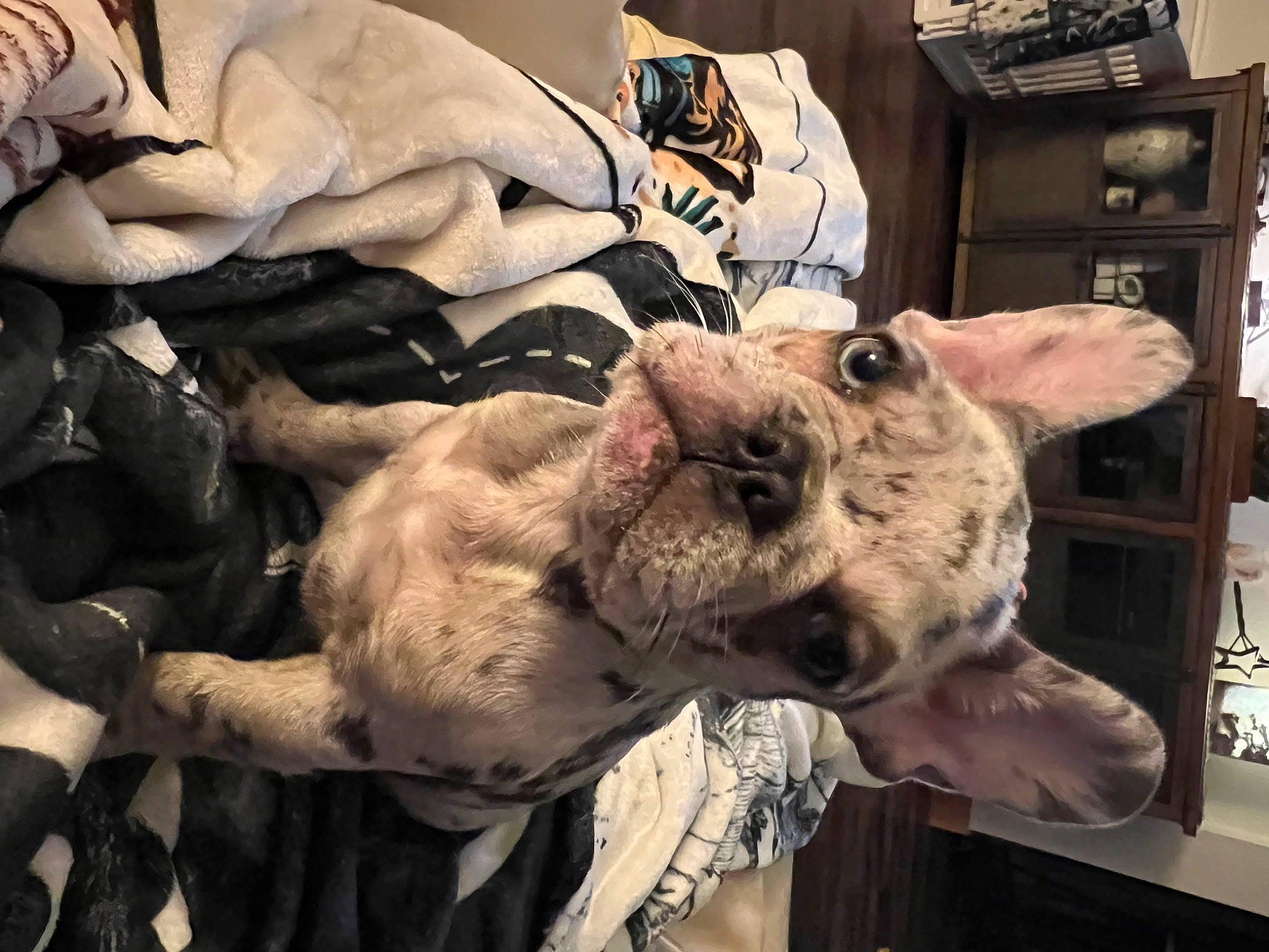 Sage joined the competition — help win amazing prizes! army, canidae, carnivore, companion_dog, dog, dog_breed, fawn, felidae, fur, guard_dog, linens, military, military_camouflage, non_sporting_group, small_to_medium_sized_cats, snout, sporting_group, whiskers