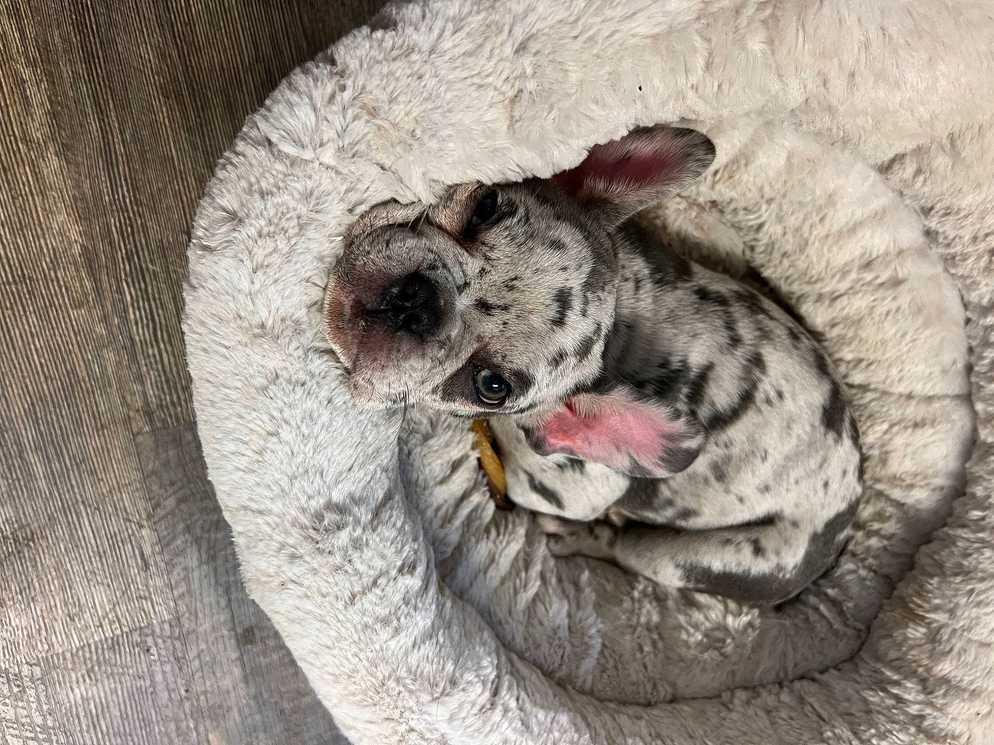 Sage is registered to the contest to win money with this photo: canidae, carnivore, claw, companion_dog, dog_breed, fang, felidae, fur, grey, paw, small_to_medium_sized_cats, snout, sporting_group, tail, terrestrial_animal, whiskers, wildlife