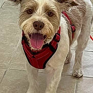 Tucker joined the competition — help win amazing prizes! brown_eyes, close_up, curious, dog, friendly, front_legs, fur, harness, indoor, looking_at_camera, nose, paws, pet, portrait, red_harness, smiling, standing, tile_floor, tongue_out, trimmed_fur