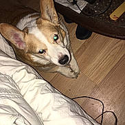 Macho is registered to the contest to win money with this photo: carnivoran, carolina_dog, dog, dog_breed, dog_breed_group, dog_like_mammal, fur, norwegian_lundehund, snout, whiskers