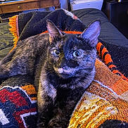 Nola joined the competition — help win amazing prizes! bed, blanket, cat, close_up, colorful_blanket, cozy, ears, eyes, feline, fur, furniture, guitar, indoor, pet, portrait, printer, relaxed, textile, tortoiseshell, whiskers