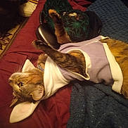 Molly joined the competition — help win amazing prizes! cat, tabby, pet_clothing, hoodie, bed, blanket, red_sheet, blue_blanket, indoor, feline, fur, whiskers, paw, relaxed, resting, animal, cute, cozy, domestic, curious