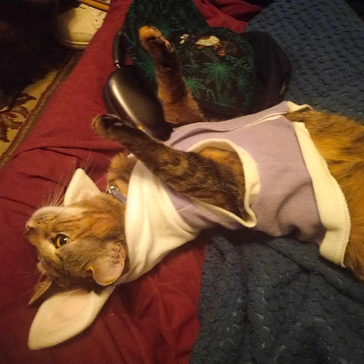 Molly joined the competition — help win amazing prizes! animal, bed, blanket, blue_blanket, cat, cozy, curious, cute, domestic, feline, fur, hoodie, indoor, paw, pet_clothing, red_sheet, relaxed, resting, tabby, whiskers