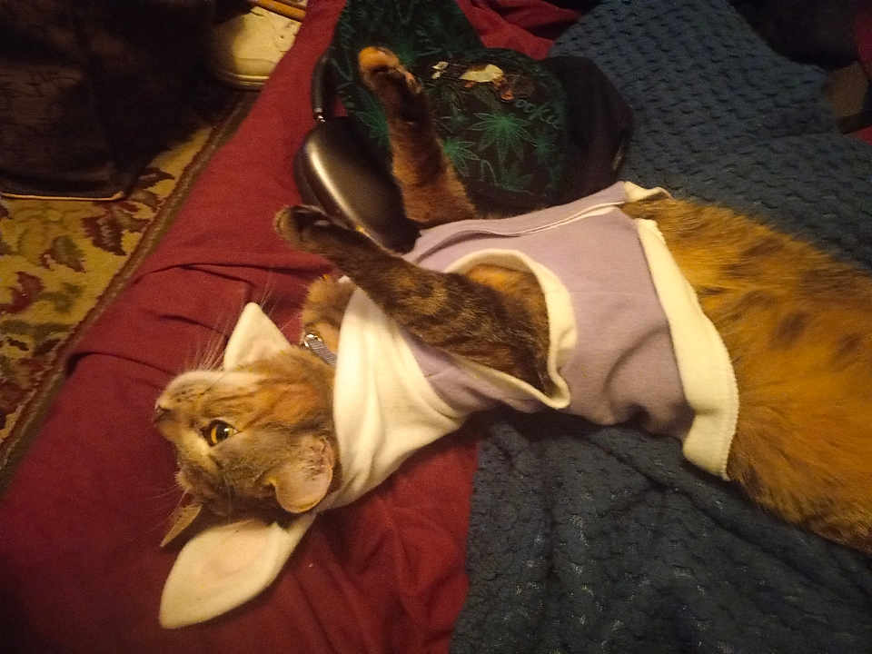 Molly joined the competition — help win amazing prizes! cat, tabby, pet_clothing, hoodie, bed, blanket, red_sheet, blue_blanket, indoor, feline, fur, whiskers, paw, relaxed, resting, animal, cute, cozy, domestic, curious