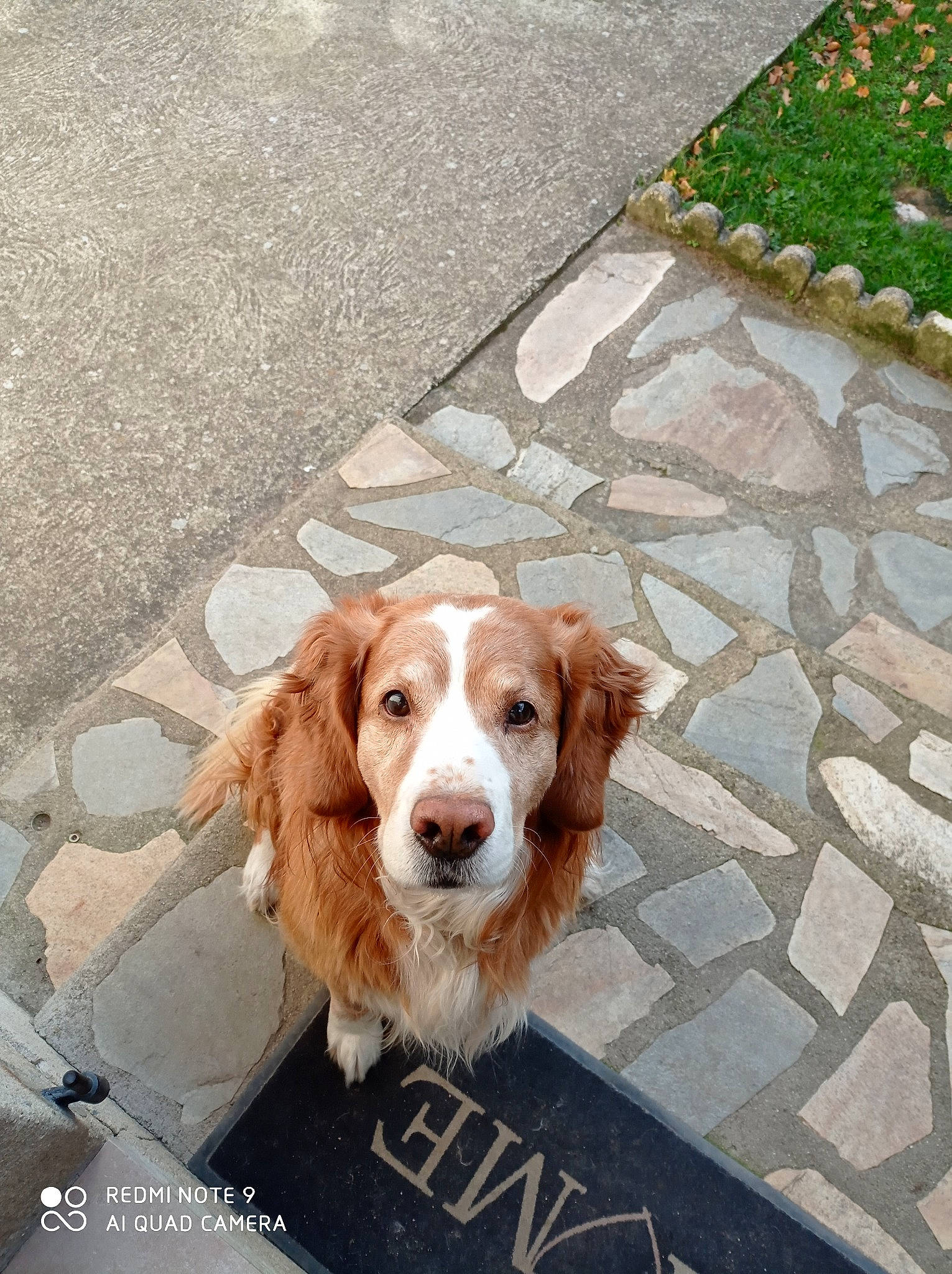 Choupe a rejoint le concours — aidez-le/la à gagner de superbes lots ! brittany, canidae, carnivore, companion_dog, dog, dog_breed, fawn, golden_retriever, mammal, nova_scotia_duck_tolling_retriever, retriever, small_greek_domestic_dog, snout, spaniel, sporting_group, vertebrate, welsh_springer_spaniel