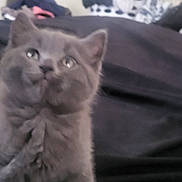 Ornella joined the competition — help win amazing prizes! kitten, gray_cat, feline, pet, close_up, blurry, fur, whiskers, ears, eyes, animal, cute, indoors, soft, looking_up, young_animal, mammal, domestic_cat, portrait, fuzzy
