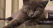 Ornella joined the competition — help win amazing prizes! cat, kitten, gray_fur, sleeping, paw, glass_table, books, fifty_shades, indoor, furniture, relaxing, cute, pet, animal, resting, cozy, closeup, young_cat, peaceful, home