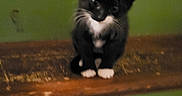 Onyx is registered to the contest to win money with this photo: animal, black_and_white, cat, curious, cute, domestic, feline, fur, green_wall, home, indoor, kitten, paws, pet, sitting, small, stairs, whiskers, wood, young