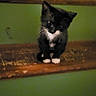 Onyx is registered to the contest to win money with this photo: kitten, cat, black_and_white, stairs, wood, green_wall, pet, animal, indoor, small, cute, feline, young, sitting, curious, fur, whiskers, paws, home, domestic
