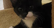Onyx is registered to the contest to win money with this photo: kitten, cat, black_and_white, pet, animal, feline, whiskers, ears, paws, cat_tree, indoor, cute, young, fur, resting, looking, close_up, domestic_animal, playful, cozy