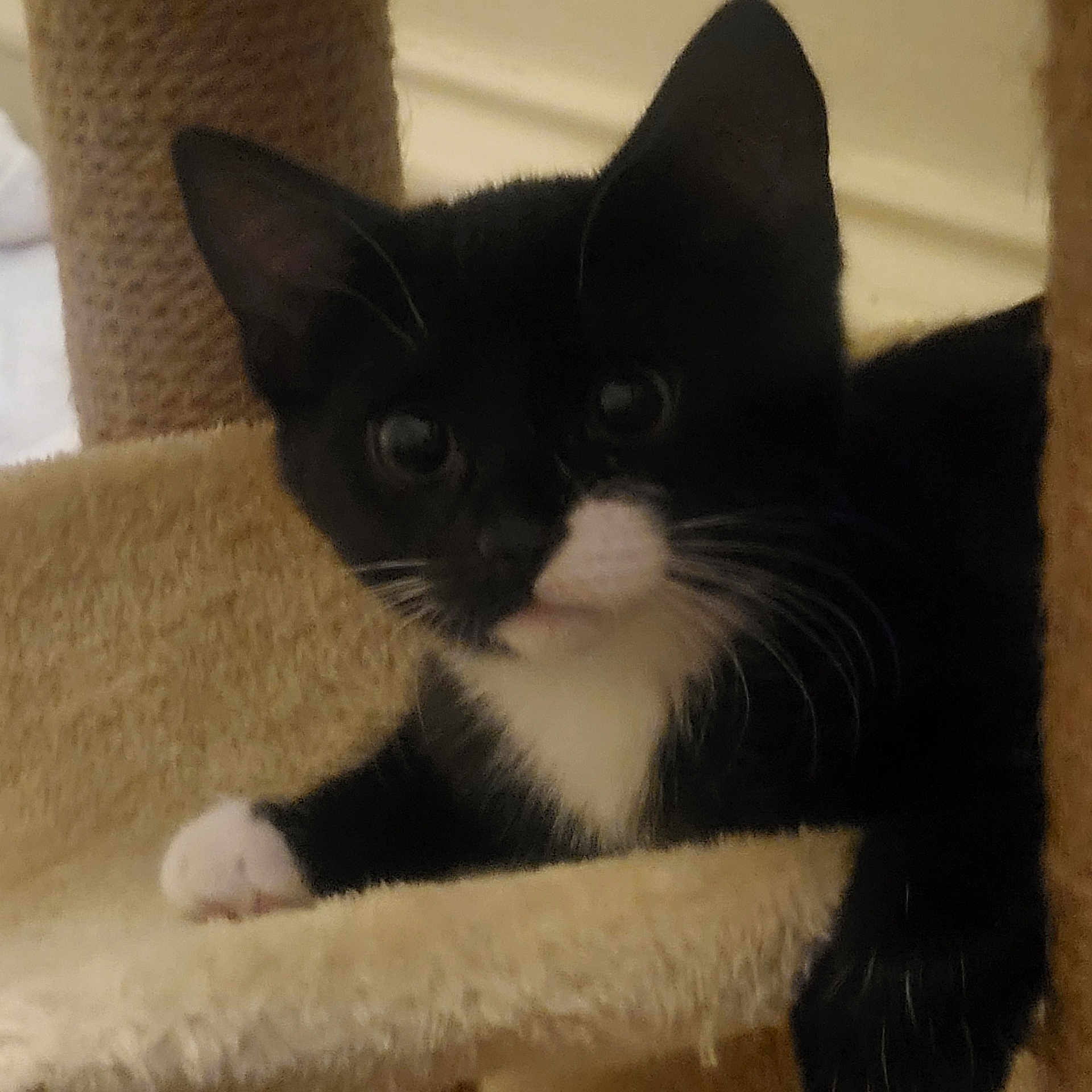 Onyx is registered to the contest to win money with this photo: kitten, cat, black_and_white, pet, animal, feline, whiskers, ears, paws, cat_tree, indoor, cute, young, fur, resting, looking, close_up, domestic_animal, playful, cozy