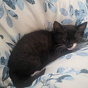 Onyx is registered to the contest to win money with this photo: kitten, cat, black_cat, white_nose, whiskers, sleepy, bed, blanket, blue_pattern, leaf_pattern, animal, pet, cute, fur, resting, cozy, domestic_cat, young_cat, feline, soft