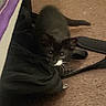 Onyx joined the competition — help win amazing prizes! kitten, cat, black_and_white, indoor, carpet, bag, furniture, curious, pet, animal, floor, bed, playing, whiskers, tail, young_cat, crouching, pounce, cute, domestic